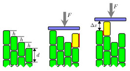 Schematic picture of a model of interacting protofilaments polymerizing against an external load force.