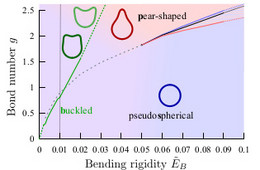 Illustration for the section Swimming of deformable microcapsules