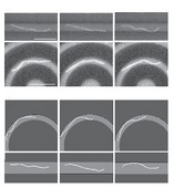 Snapshots of fluctuating actin filaments