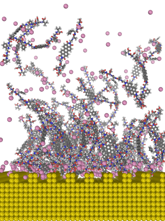 Illustration for section Soft (bio)materials @ solid surfaces