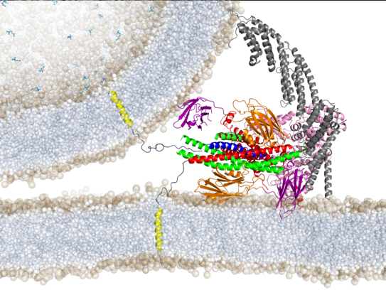 Illustration for section Protein-mediated membrane fusion
