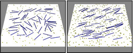 Snapshots of rodlike filaments on a motor coated substrate with randomly distributed motors and periodic boundary conditions.